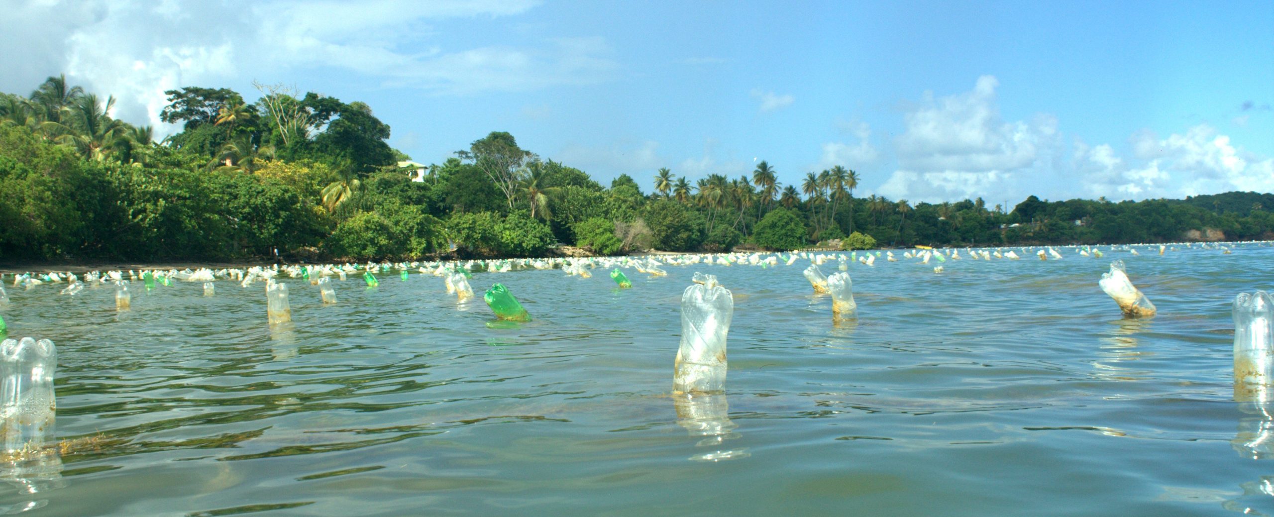“An appeal for People to stop stealing Sea Moss from allocated plots”