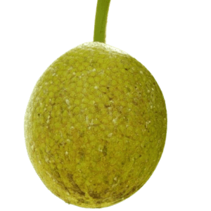 Breadfruit