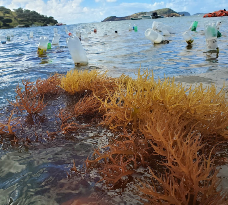 When You See a Sea Moss Farm, Look Again: What’s Really Happening Beneath the Surface
